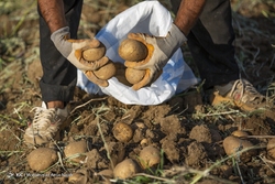 عرضه مجازی سیب زمینی آغاز شد