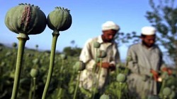 کشت مواد مخدر در افغانستان ممنوع اعلام شد