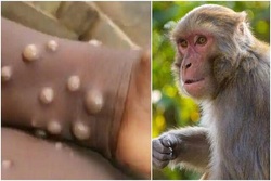اطللاعات تکمیلی در مورد ابله میمون