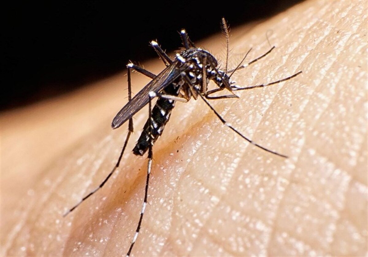 شناسایی ۱۱۸۶ بیمار مبتلا به تب دنگی در کشور