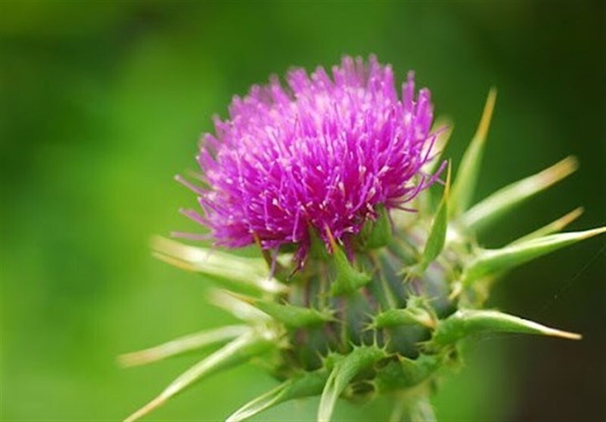 گیاه خارمریم چگونه به سلامت کبد کمک می‌کند؟