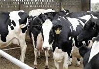 تب برفکی تولید شیر و گوشت را 20 درصد کاهش داد