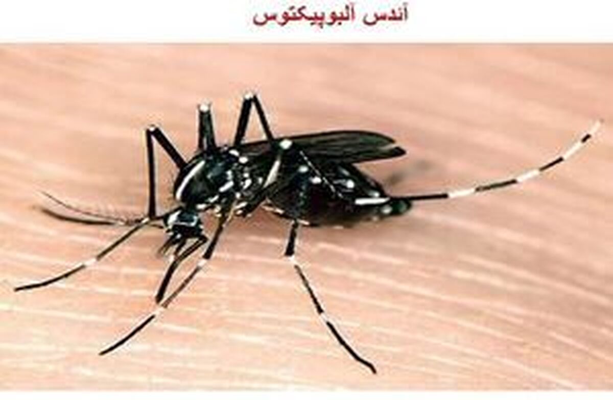 اقدام در جهت عقیم‌سازی پشه آئدس با کمک سازمان انرژی اتمی