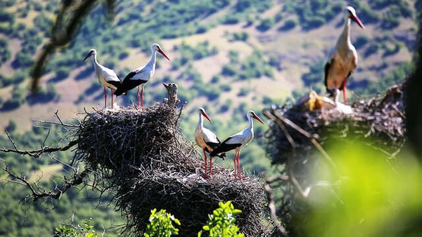 ایران وارد باشگاه ۱۱۰ محصول پیشرفته جهان شد ایران وارد باشگاه ۱۱۰ محصول پیشرفته جهان شد