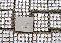 کف قیمت هر شانه تخم‌مرغ ۳۷۰ هزار تومان شد