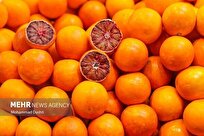 حال خوش باغداران؛ از رونق بازار تا ورود به بازارهای جهانی