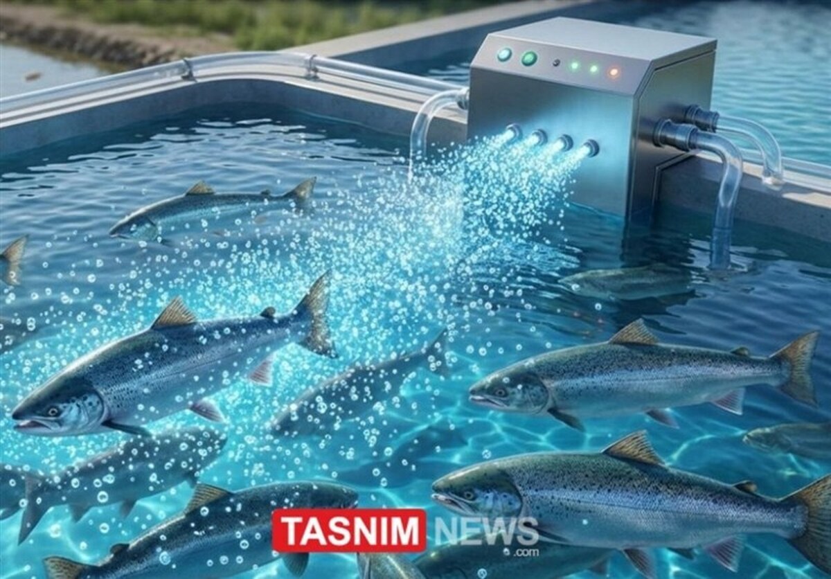 جهش 100 درصدی تولید ماهی با فناوری نانوحباب
