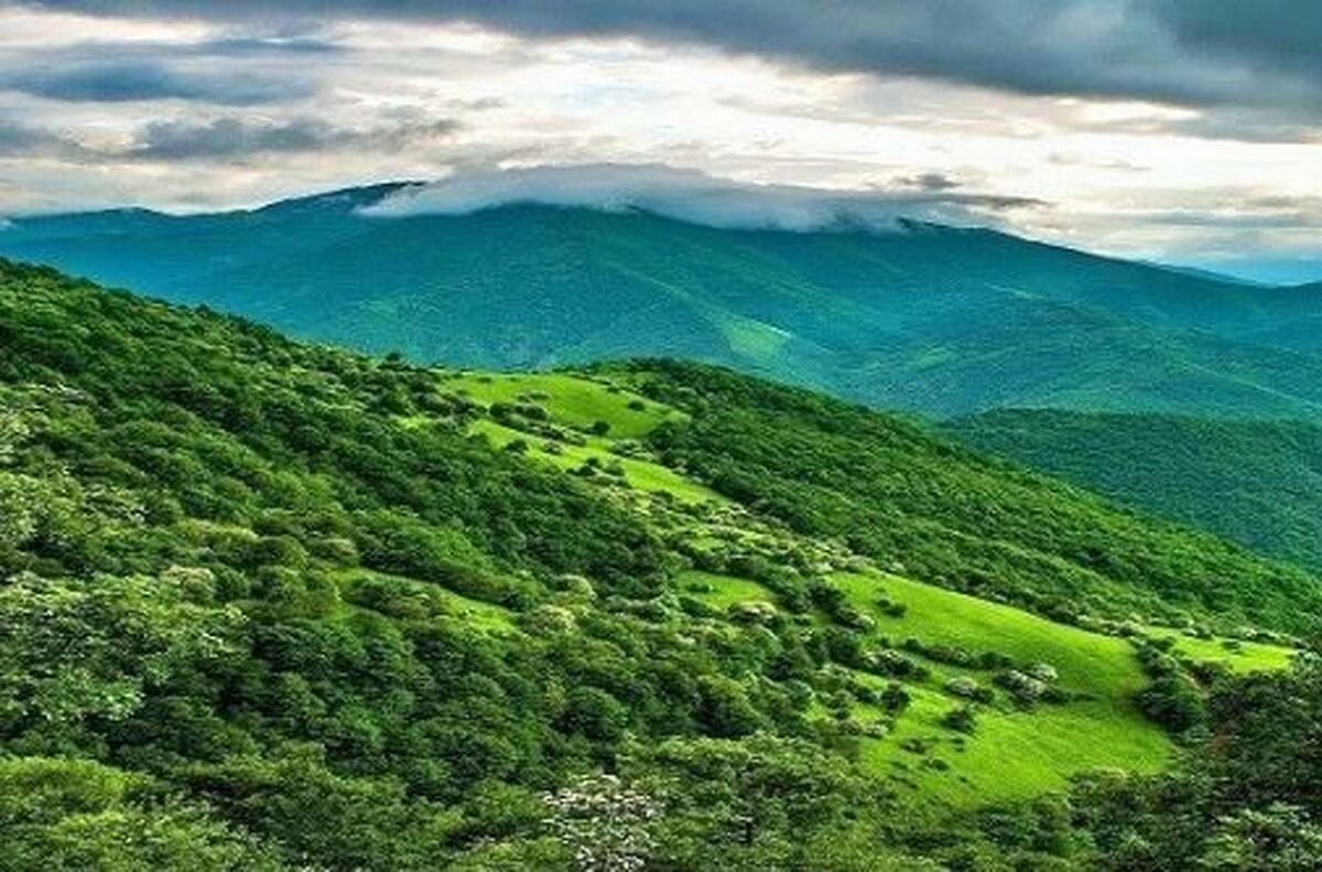 جنگلهای بلوط در محاصره آفت و آتش/ فروپاشی زیستی زاگرس!
