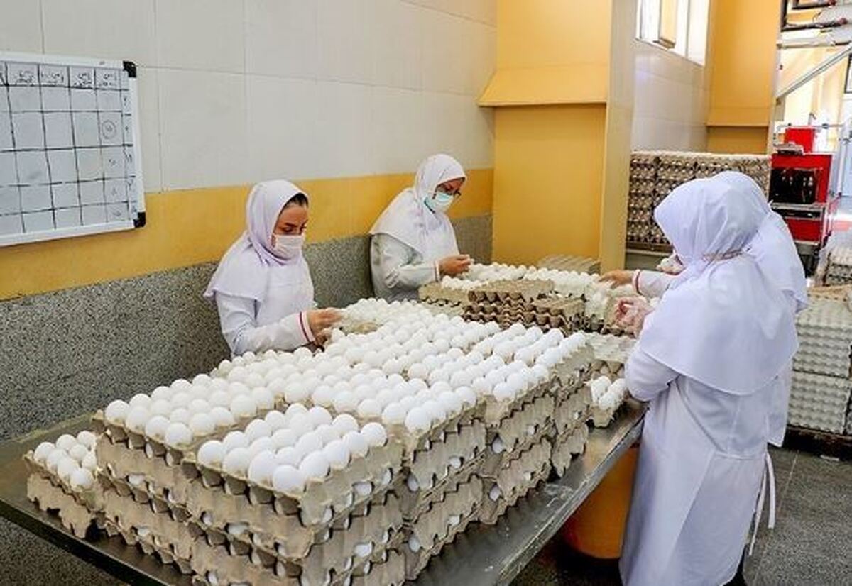 افزایش عرضه تخم مرغ در شهرهای مسافرپذیر
