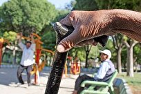 فرزند کمتر میراث تلخ بی تدبیری/ جمعیت در سراشیبی؛ قانون در کما