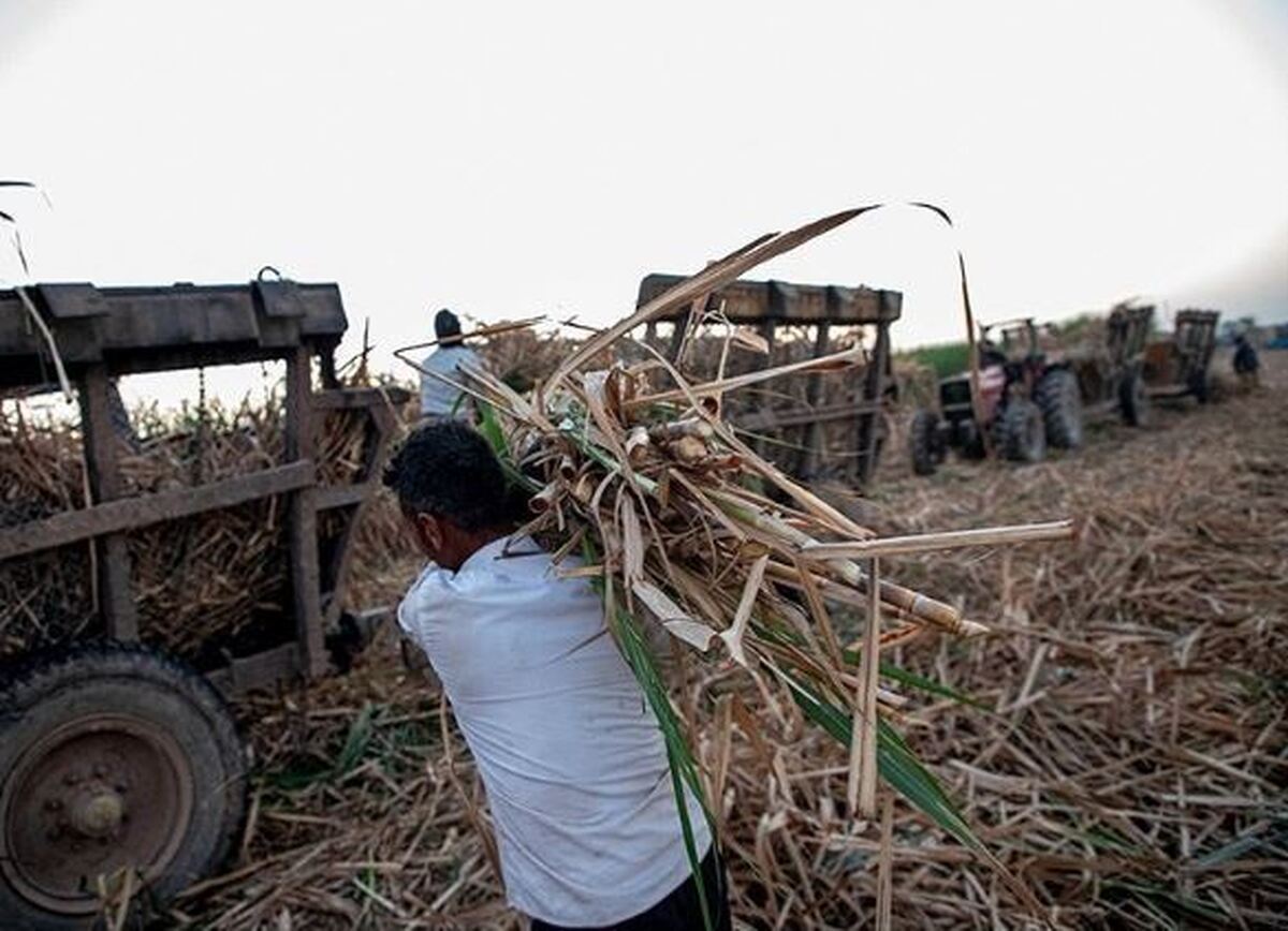 تولید «بایوچار» از ضایعات نیشکر؛ گام ملی برای مهار آلودگی زیست‌محیطی