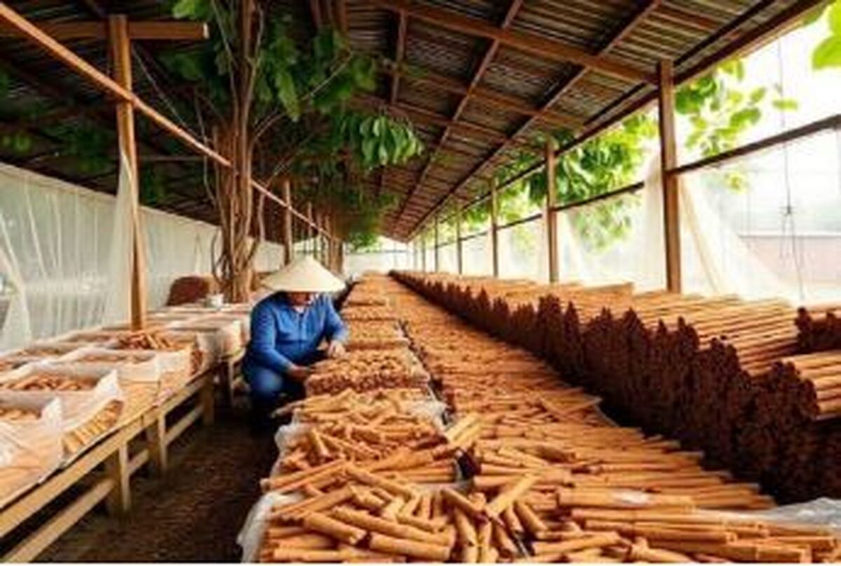 داستان ادویه‌ای که جهان را تغییر داد