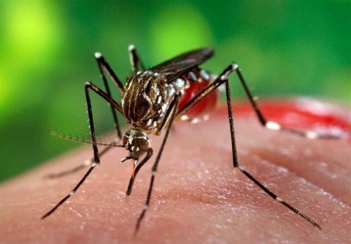 تعداد مبتلایان تب دنگی به 1107 نفر رسید/مشاهده پشه آئدس در 11 استان