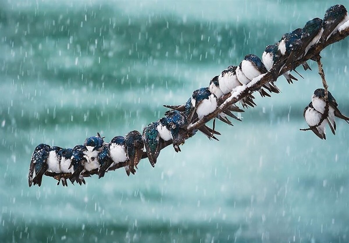 هواشناسی ایران 1404/9/24؛ هشدار قرمز هواشناسی برای 4 استان/ برف و باران کشور را فرا می‌گیرد