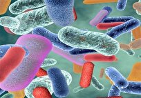 درمان موفق عفونت گوارشی 35بیمار با پیوند مدفوع/ ایران تنها کشور دارای مرکز پیوند در منطقه