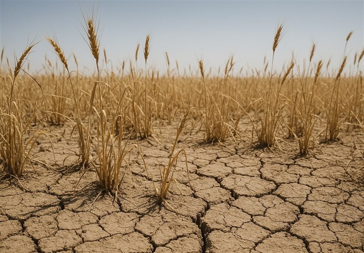 دست‌های کشاورزان رو به آسمان/ باران نیاید گندم دیم امسال از بین می‌رود