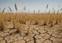 دست‌های کشاورزان رو به آسمان/ باران نیاید گندم دیم امسال از بین می‌رود