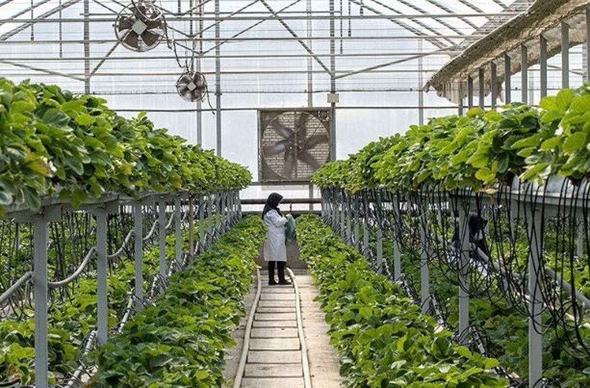 وقتی جانمایی غلط سوخت ملی را می‌سوزاند؛ پشت پرده گلخانه‌ استوایی در جلفا چیست؟