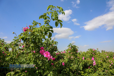 برداشت گل و گلاب‌گیری در باغ‌های موقوفه آستان مقدس حضرت فاطمه معصومه‎ (س)