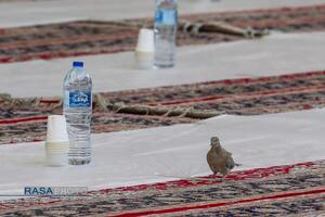 ضیافت افطار در صحن ملکوتی حرم کریمه اهلبیت (س)